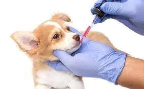 How to Give a Dog Liquid Medicine