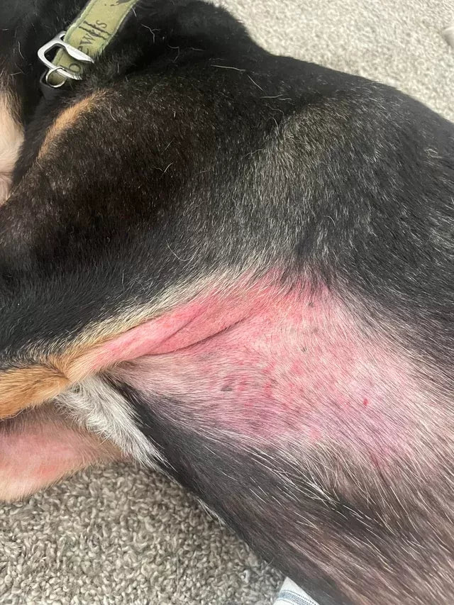 Prickly Heat in Dogs