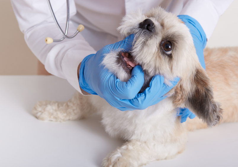 Can Dog Annual Vaccinations Be Done During Dental Cleaning​