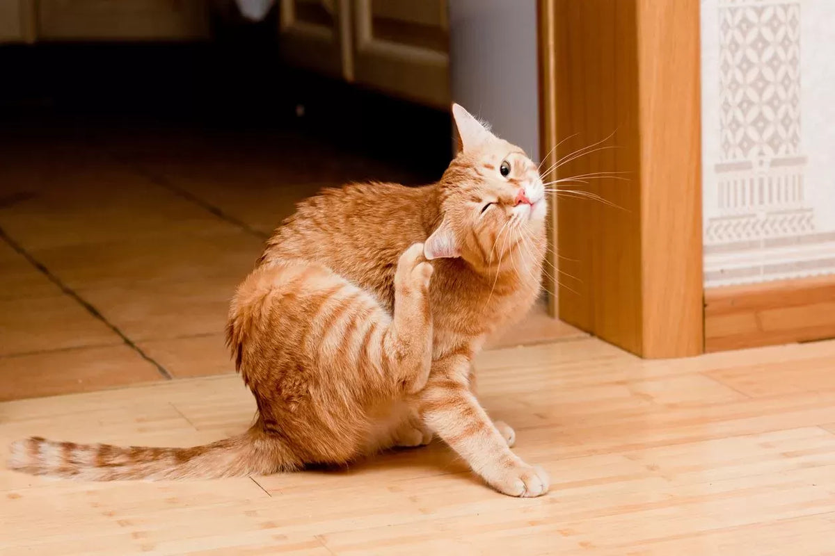 Itchy Skin Relief for Cats: A Comprehensive Guide