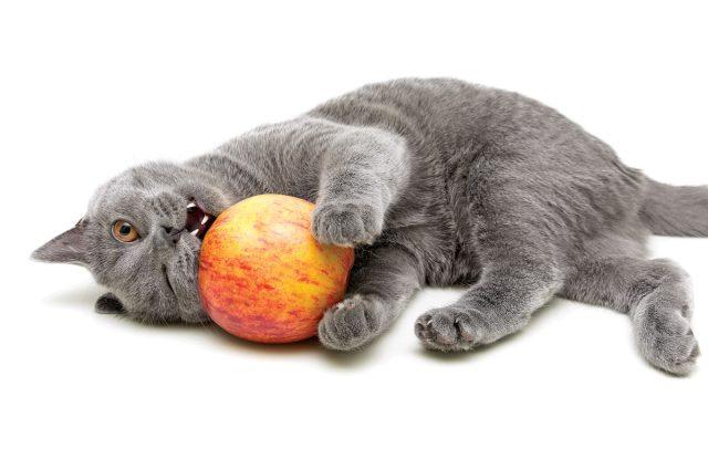 Can Cats Have Apple​