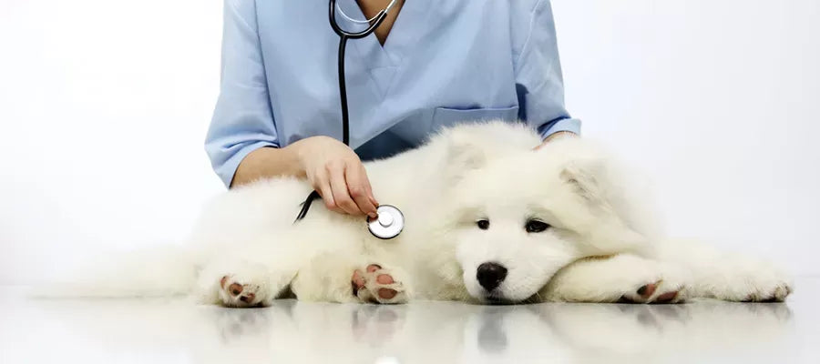 Causes and Prevention of Vomiting and Diarrhea in Dogs