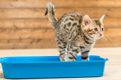How to Make A Cat Litter Box Not Stink