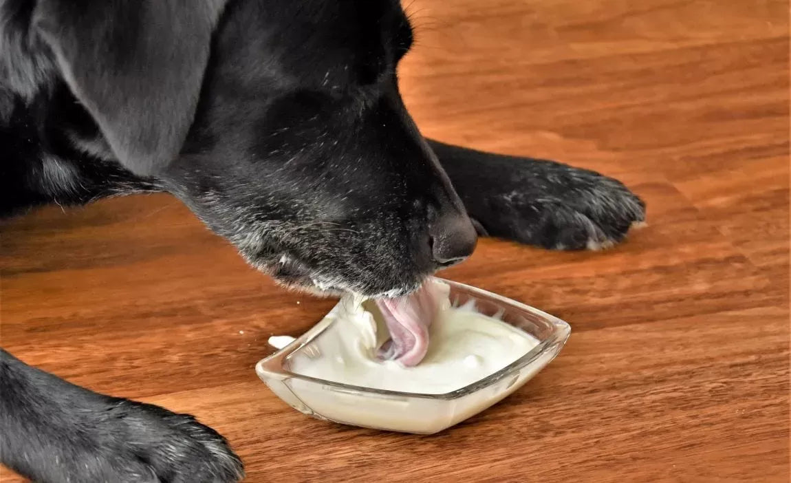The Best Probiotics for Dogs