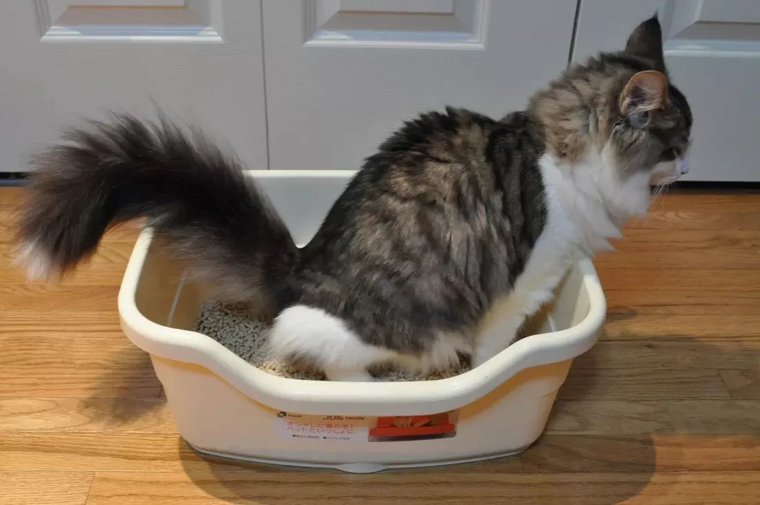 Cat Frequent Urination