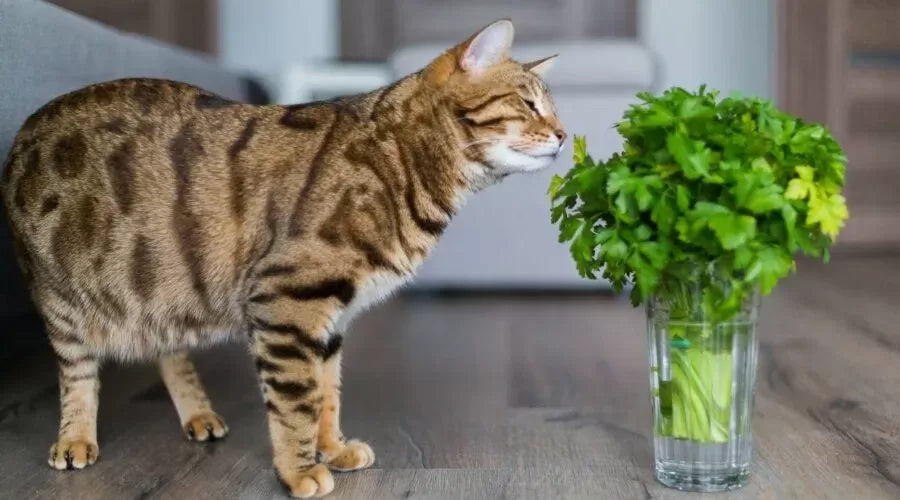Can Cats Eat Cilantro
