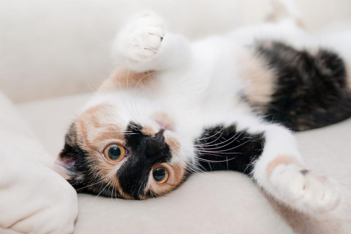 Meningioma in Cats​