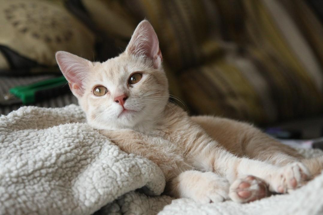 How Long Can A Cat Go without Urinating