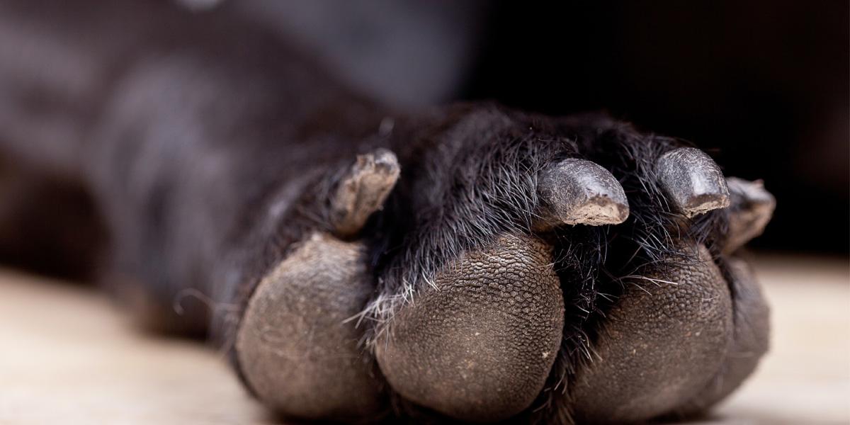 What to Put on Dogs Dry Pad​