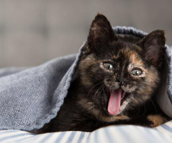 Gingivostomatitis in Cats