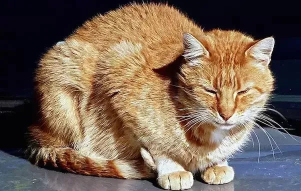 Understanding Cat Sleeping Positions When Sick