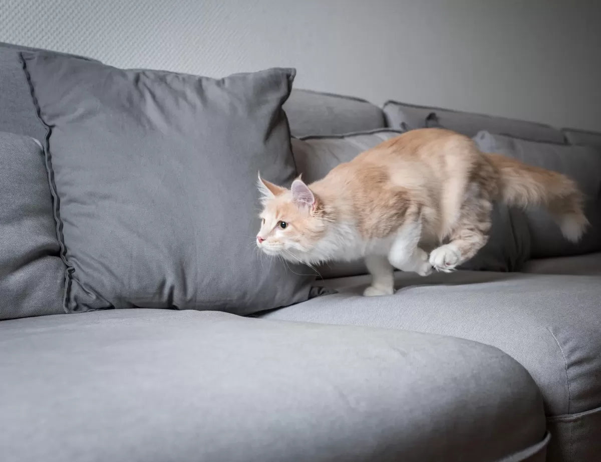 Unraveling the Feline Frenzy