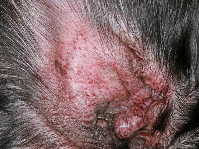 Red Spots in Dogs' Ears: A Comprehensive Guide