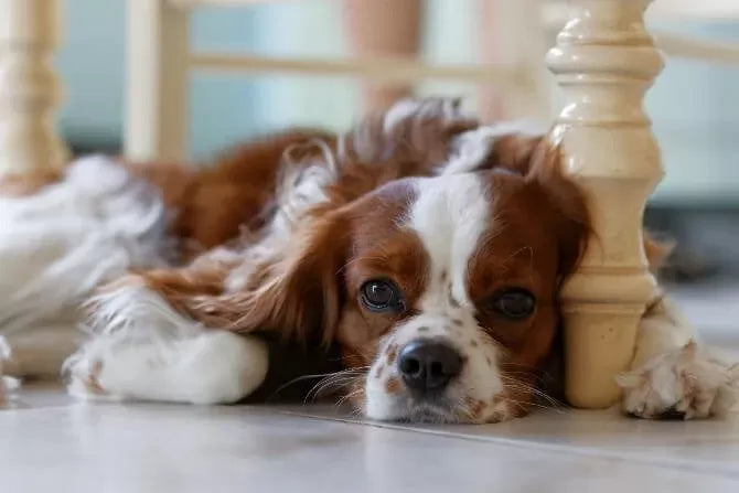 Dog Right heart Enlargement