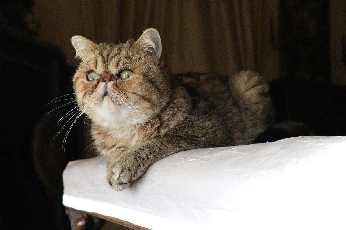 Brain Disorders in Cats