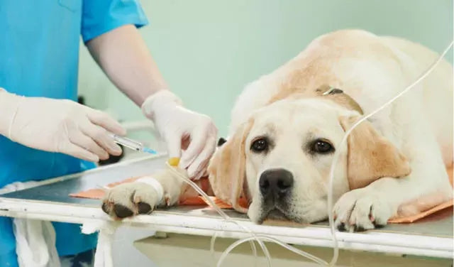 How to Comfort a Dog With Pancreatitis