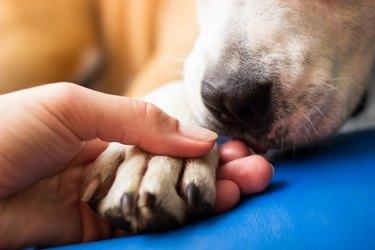 Yeast in Dogs Paws