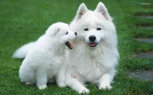 The Elegance and Charm of White Dog Breeds
