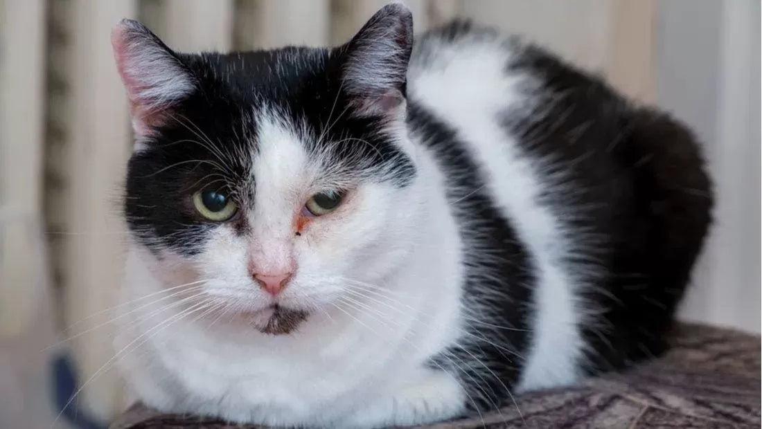 Cherry Eye in Cats