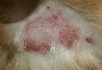 Dermatitis in Dogs:Symptoms and Treatment