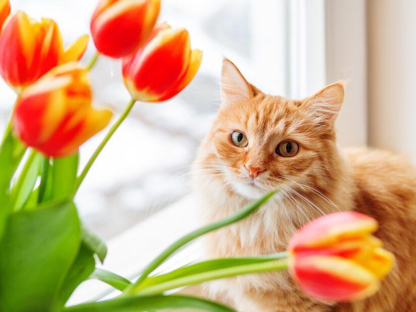 Flowers Deadly to Cats
