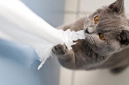 Tips for Cat Behavioral Issues