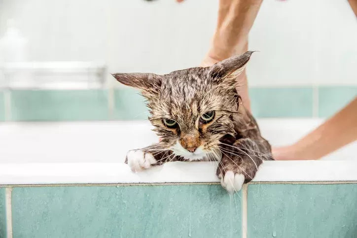 The Aquaphobia Enigma: Why Do Cats Hate Water
