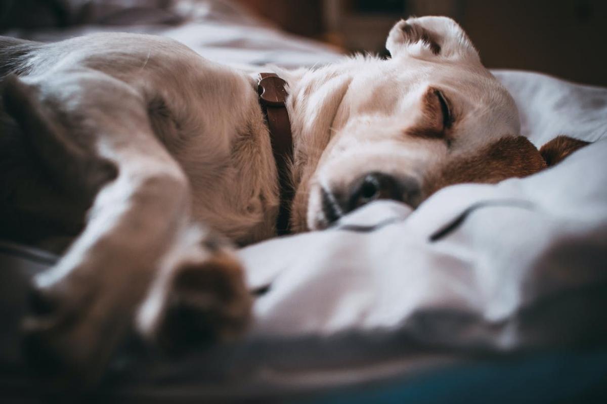 Breast Cancer in Dogs