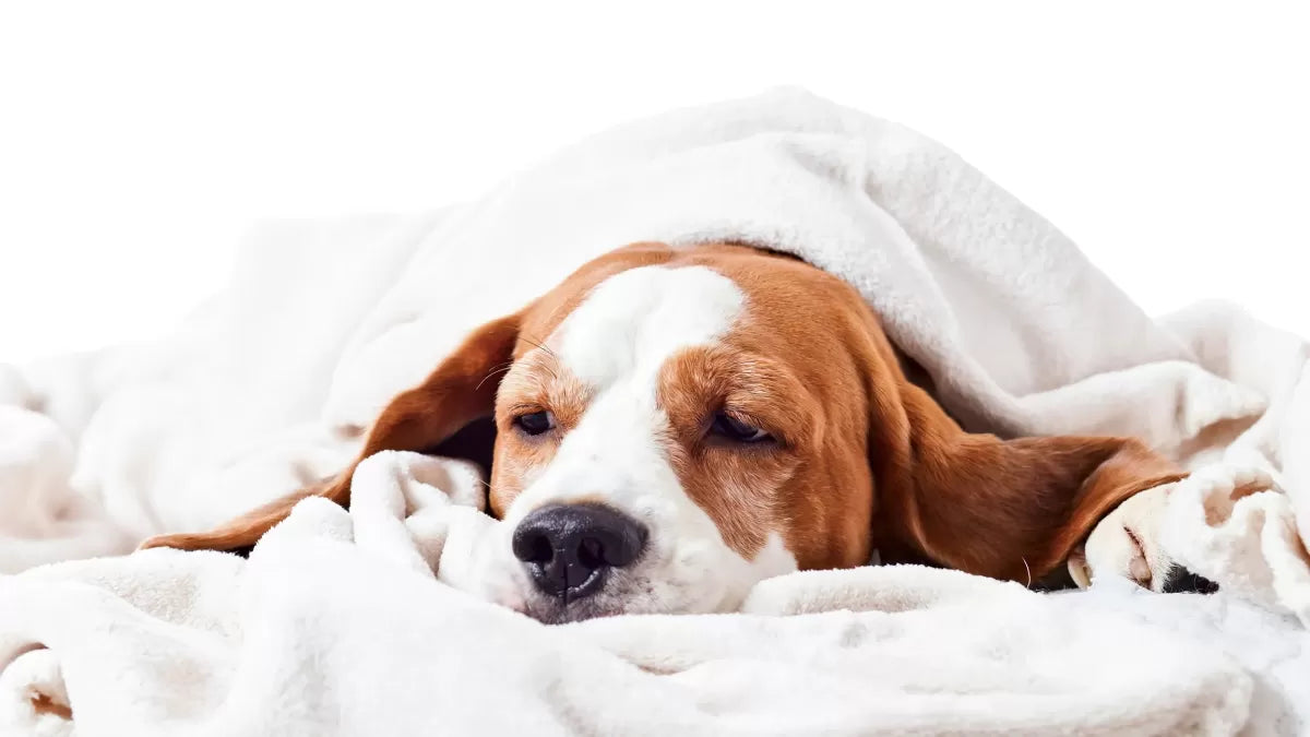 Do Dogs Get Period Cramps