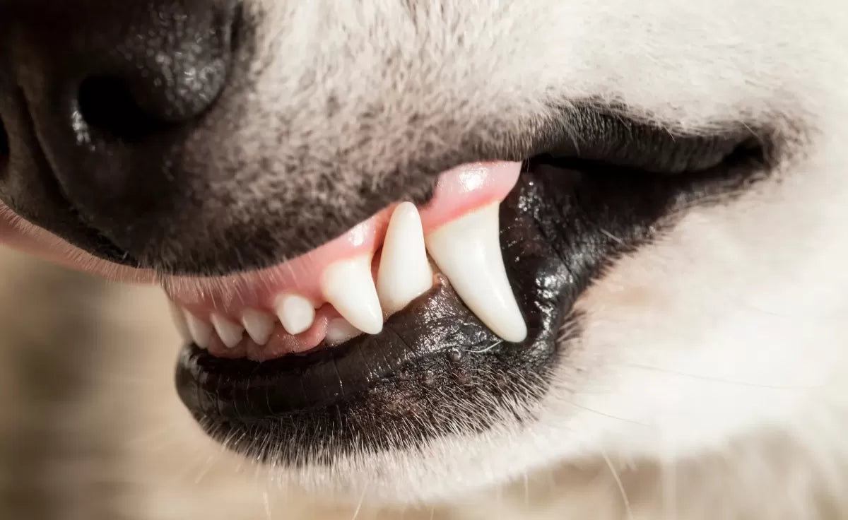 Decoding White Gums in Dogs