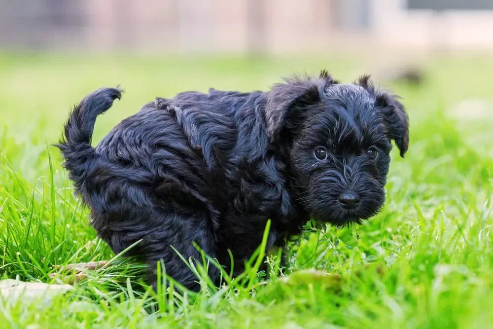 Dog Black Stool Treatment Home Remedies