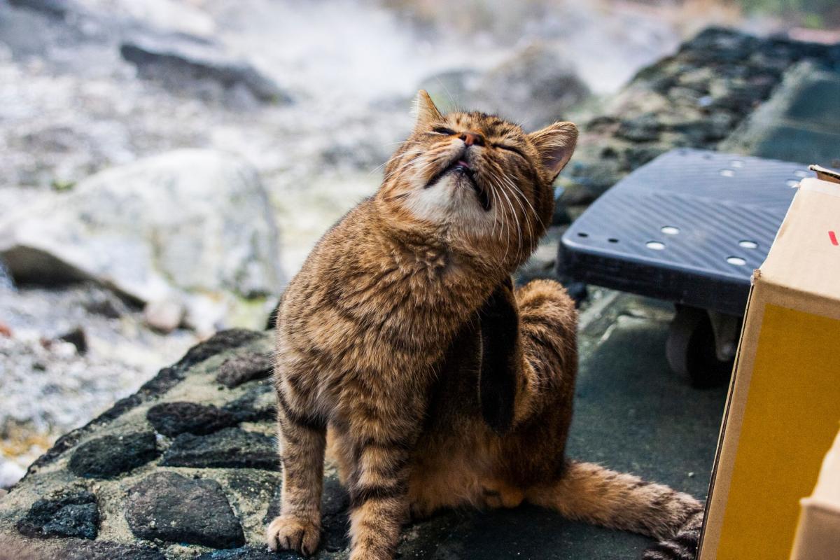 Mange Treatment for Cats