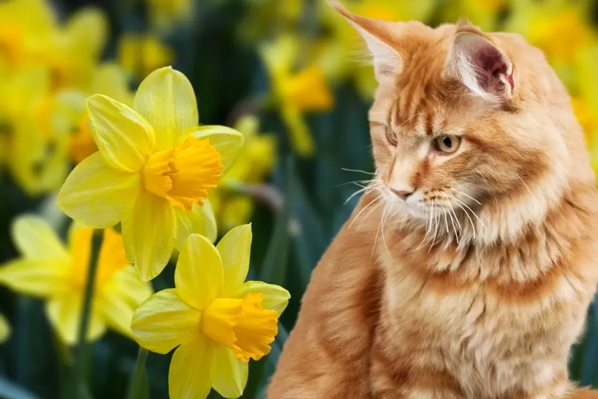 Are Daffodils Poisonous to Cats