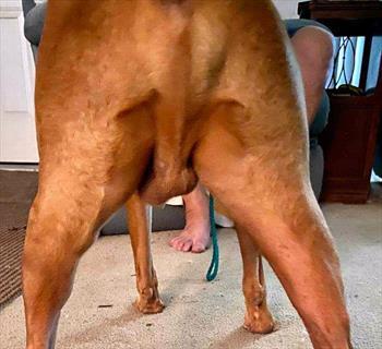Dog Neutered Months Ago Has Swelling in Scrotum​: What to Do