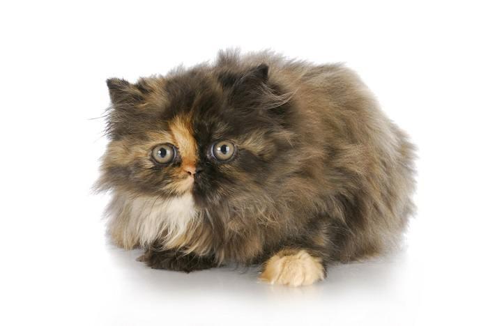 Single Kitten Syndrome: Here’s How to Help