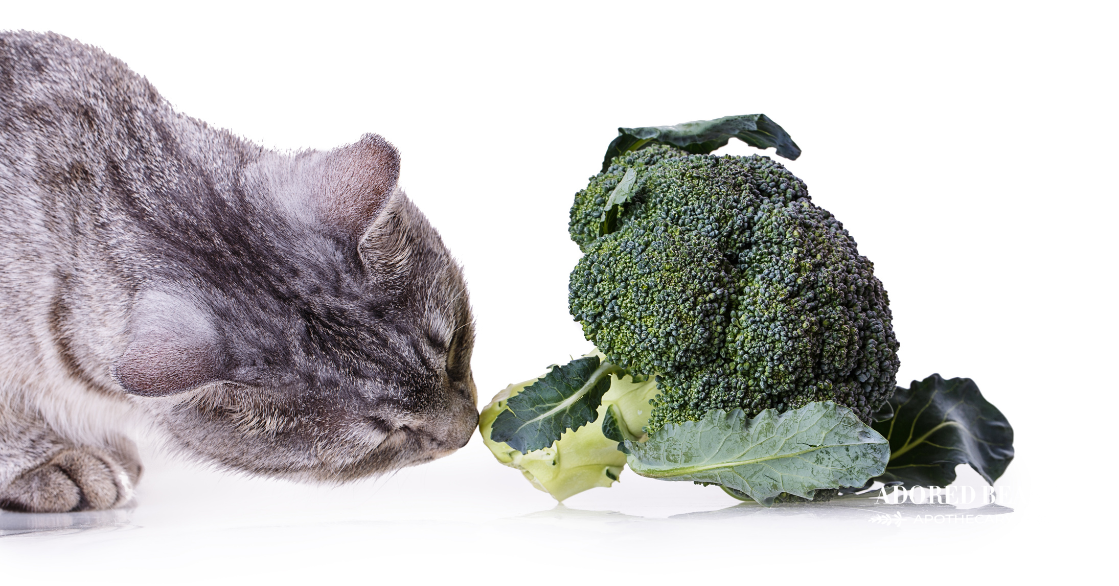 Can Cats Eat Broccoli