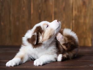 Do Dogs Get Zits