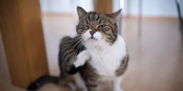 Red Bumps on Cats' Skin: Causes, Treatments, and Prevention