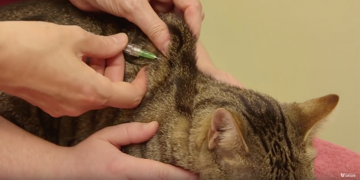 How Long Can A Cat Live on Subcutaneous Fluids