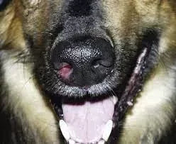 Nasal Polyps in Dogs