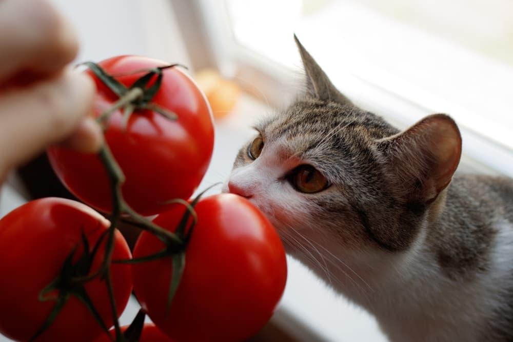 Will Cats Eat Tomatoes