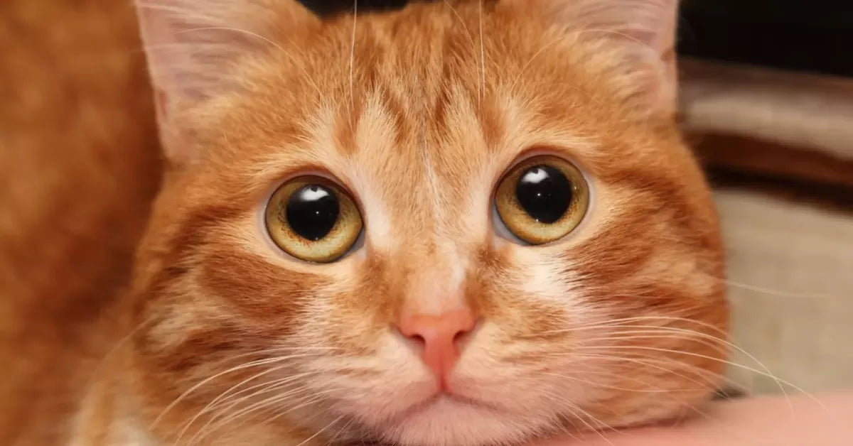 Do Cats Get Jealous