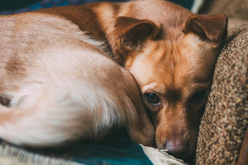 Cause of Pleural Effusion in Dog