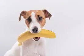 Can Dogs Have Bananas