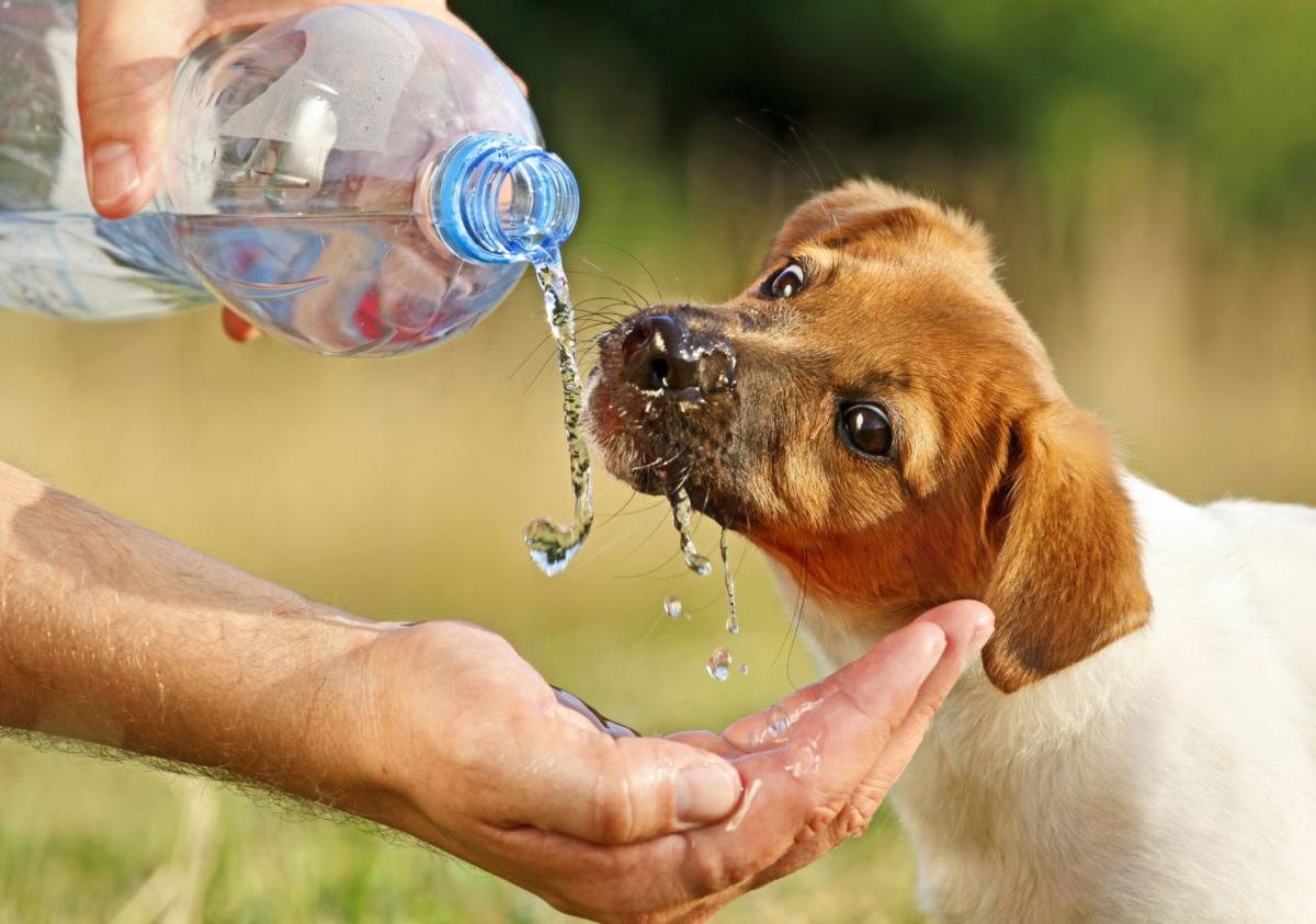 Can Dogs Drink Gatorade