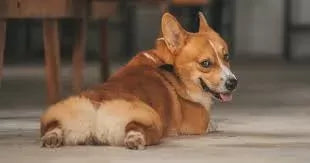 How to Relieve Gas in Dogs Naturally