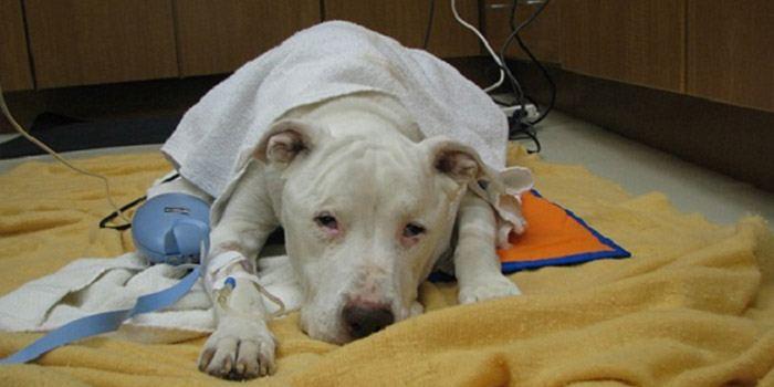 Uterus Infection in Dogs