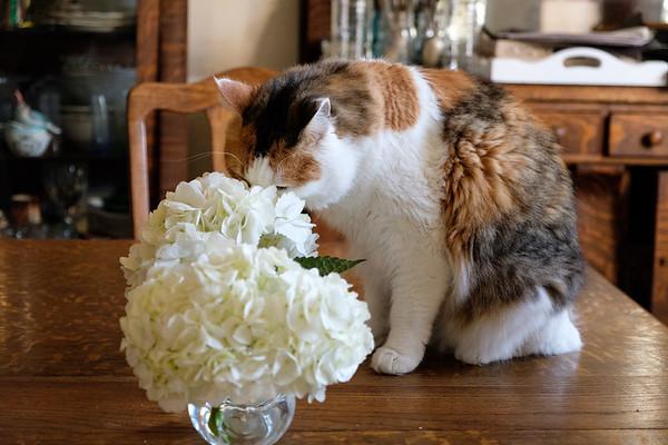 Are Hydrangeas Poisonous to Cats