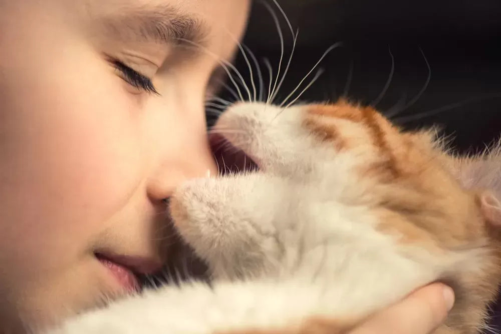 Why Does My Cat Bite My Nose