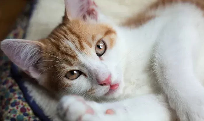 Do Cats Bleed When in Heat